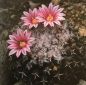 Preview: Mammillaria pseudocrucigera KKR15